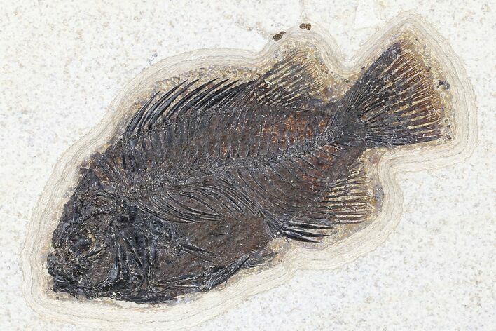 5.2" Fossil Fish (Cockerellites) - Green River Formation